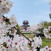 【省内精品游】无锡鼋头渚赏樱+蠡园+惠山古镇二日游